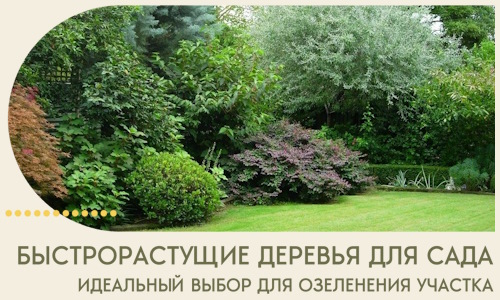 Быстрорастущие деревья для сада идеальный выбор в Смоленске