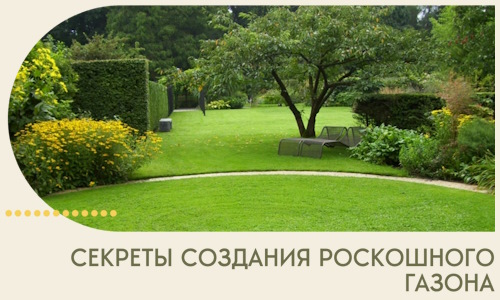 Секреты создания роскошного газона в Смоленске